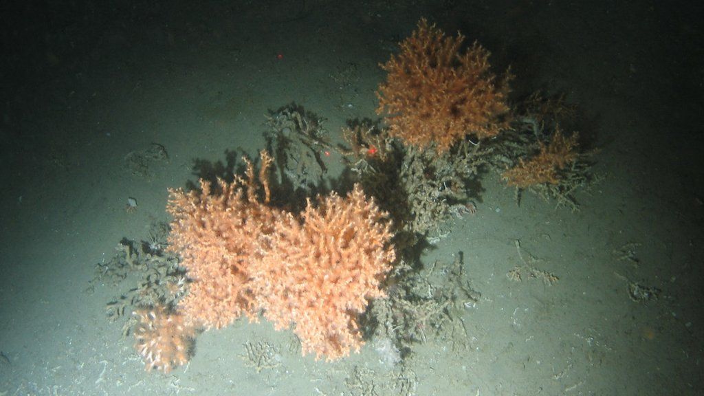 Cold water coral at Darwin Mounds