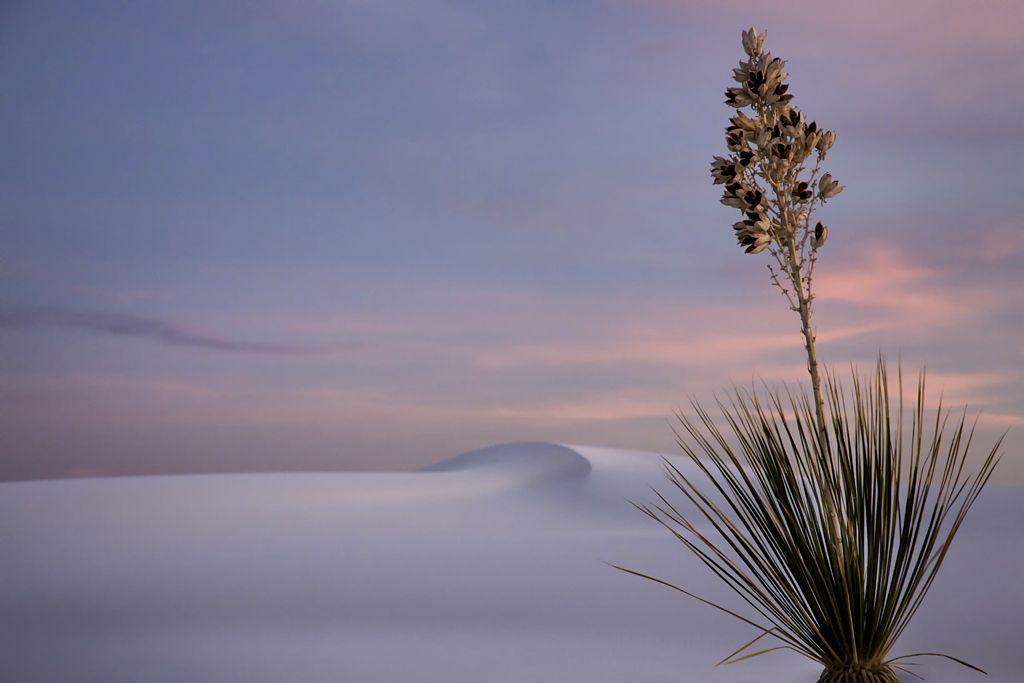 Yucca at Dusk - Lesley Chalmers / www.igpoty.com