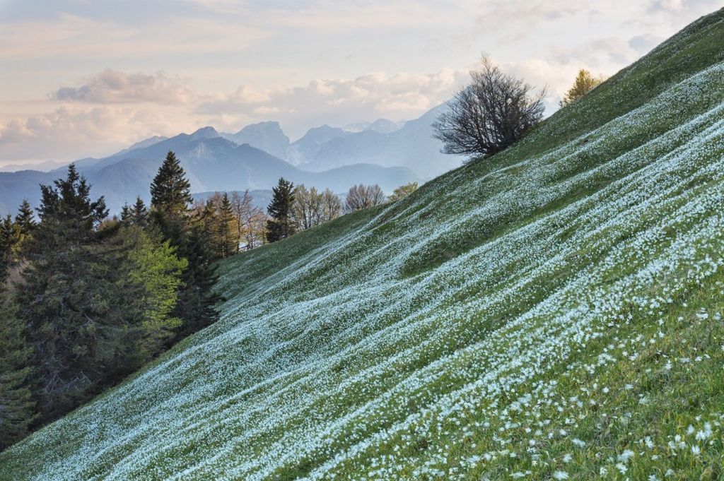 A green slope covered in white flowers with a mountain range in the background