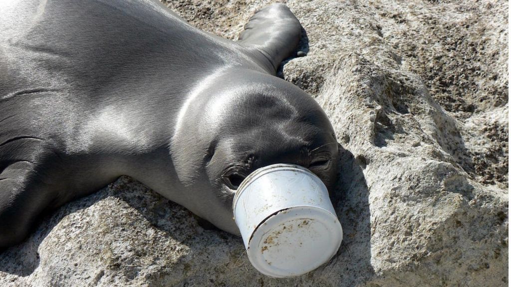 Plastics An Unfolding Disaster For Us Marine Life Bbc News 