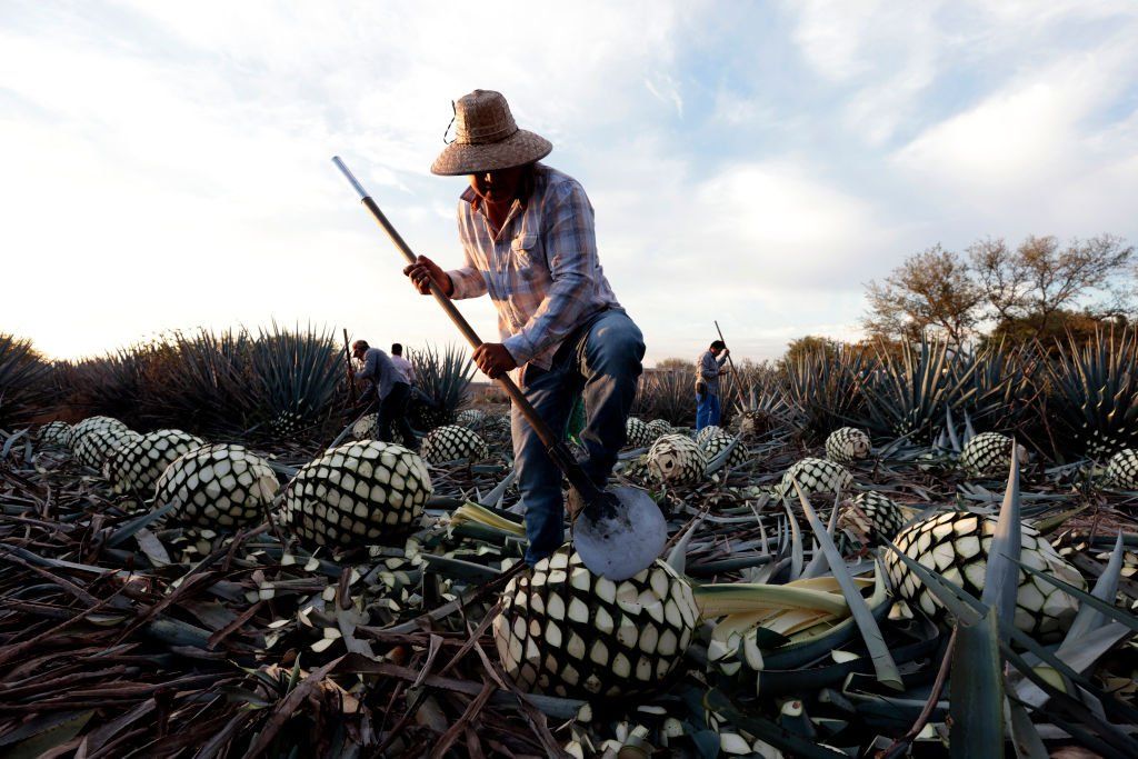 A Jimador (a person who works on the agave plant) cuts an agave plant