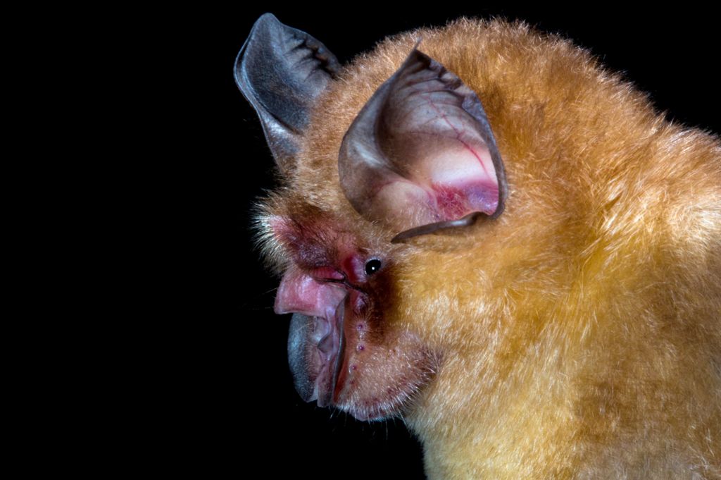 Shamel's horseshoe bats (Rhinolophus shameli) are found near limestone caves in tropical forests throughout most of south-east Asia