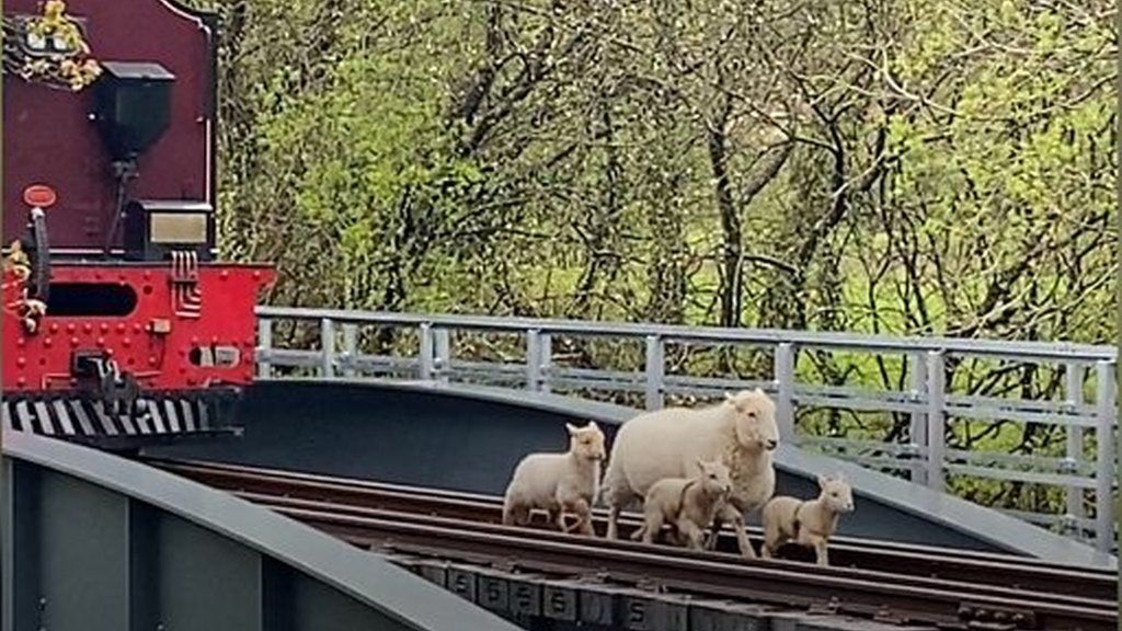 Lambs on the rail line