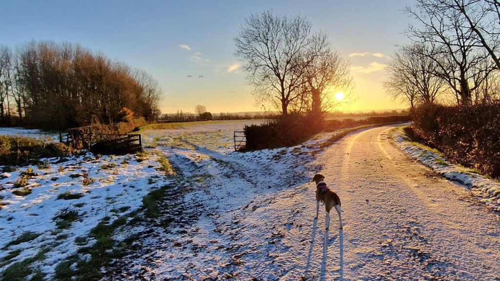 A dog stands at a juncture of two snowy country lanes at sunrise in Kinoulton, Nottinghamshire