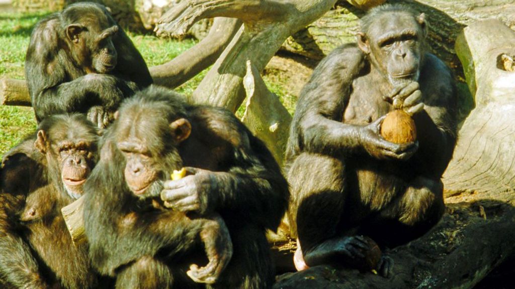 Boris sits with three other chimpanzees in their enclosure at the zoo, with Boris holding what looks like a piece of fruit and Cleo holding a coconut. There are some branches behind them