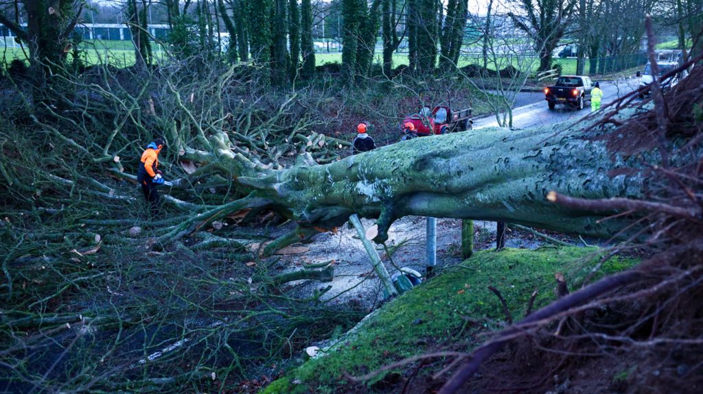 Image 15 of 59  Storm Isha batters parts of Northern Ireland 015.JPEGADD TO LIGHTBOXDOWNLOAD PACEMAKER, BELFAST, 22/1/2024: Workers at Massereene Golf Club begin clearing away a fallen tree on the Lough Road, Antrim