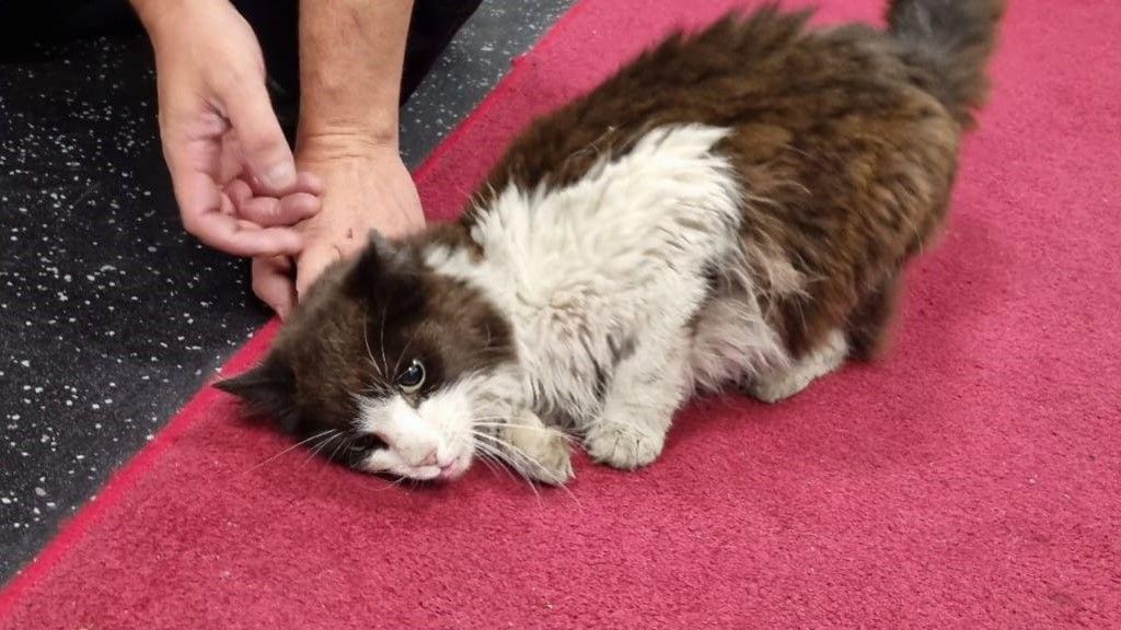 A black and white cat rolling around on a pink carpet while two hands play with her 