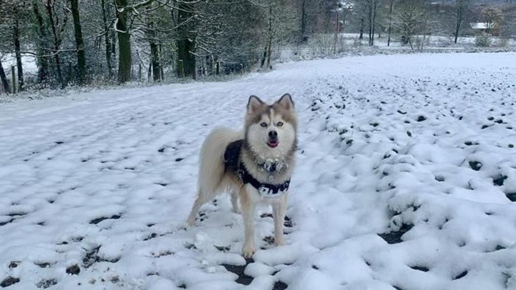 A dog stands in the snow