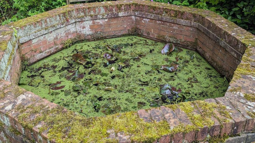 An octagonal pond surround by a short brick wall. The water is covered with green plants.