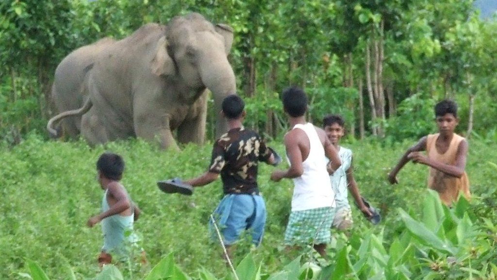 Villagers face off with an elephant in India