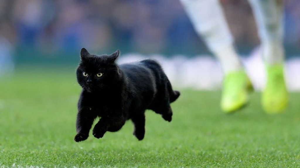 Black cat invades pitch during Everton Wolves at Goodison Park