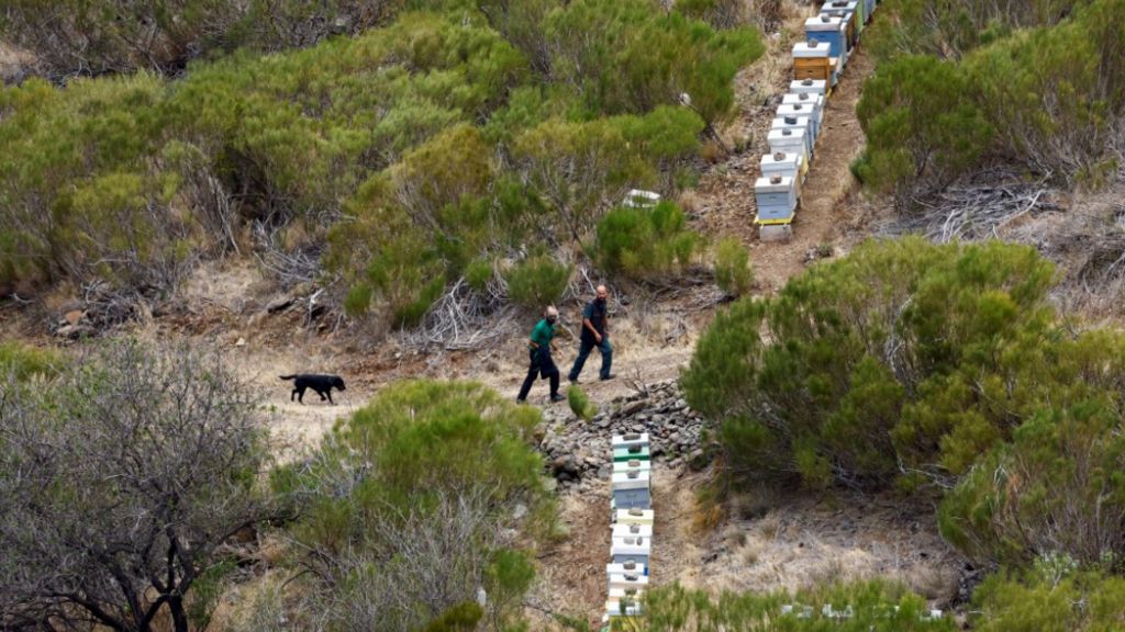 Dogs search for Jay Slater in the Tenerife countryside