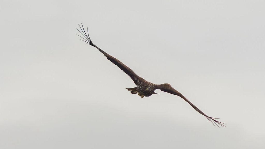 An injured juvenile white-tailed eagle takes flight - with a visible bulge in its left wing