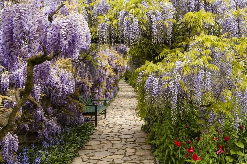 A cobbled path with purple plants hanging on both sides