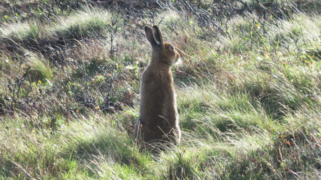 Irish hare spotted in the Mourne Mountains