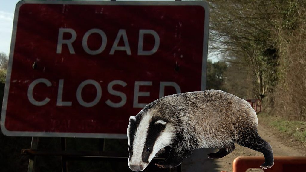 A badger and a road closed sign