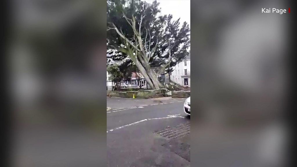 Tree falling down