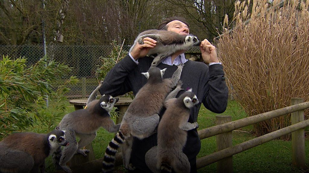 TV reporter surrounded by lemurs