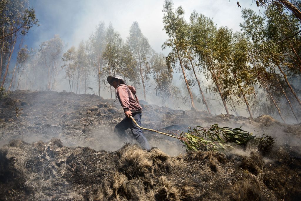 Мужчина несет ветку после тушения лесного пожара в Тамбомачае, в археологическом парке Саксайуаман, октябрь 2020 г.