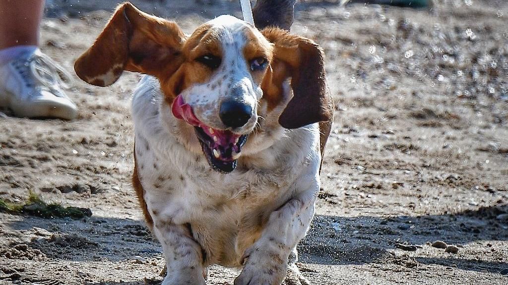 A white dog with brown ears walking on sand on a beach with long ears and its tongue stuck out