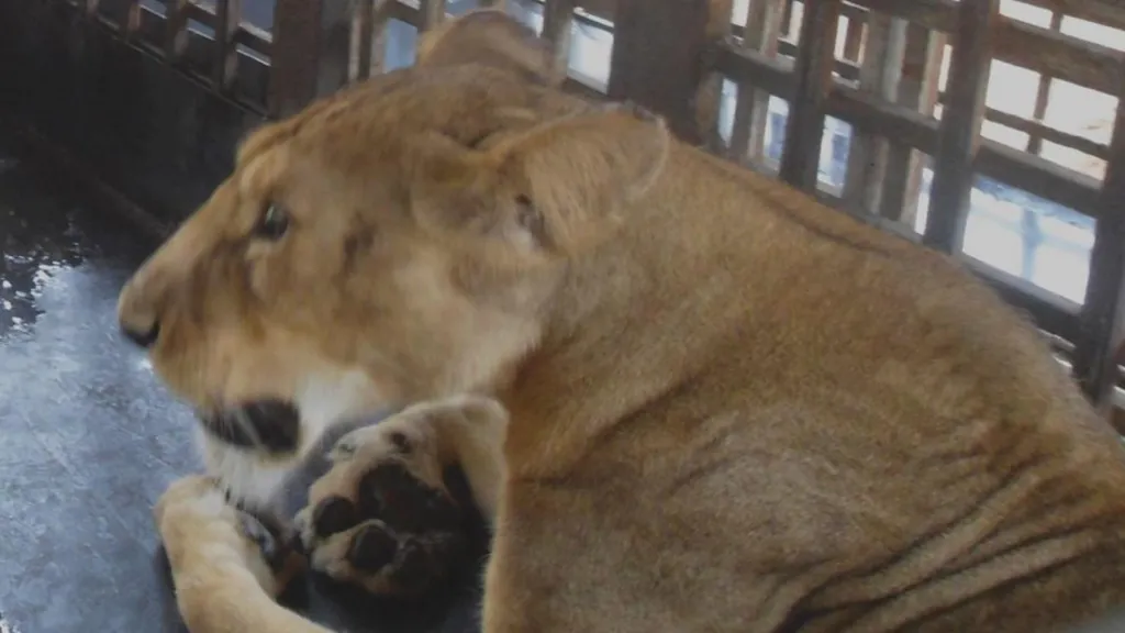 Zookeeper mauled to death by lion in Nigeria