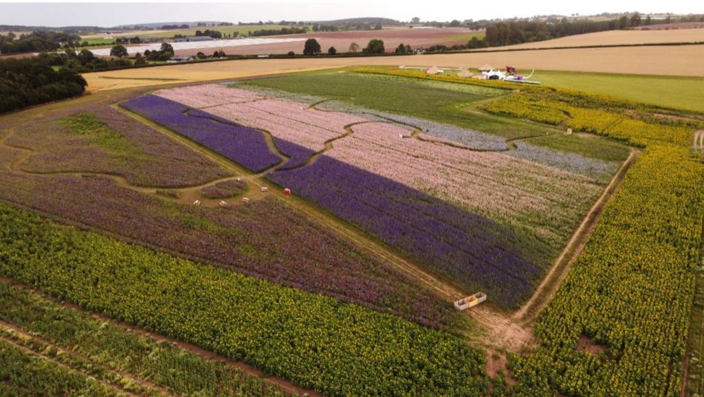 An aerial view of the petal field, showing flowers in various shades of pink, purple, blue and yellow, planted in stripes across the site with paths across them