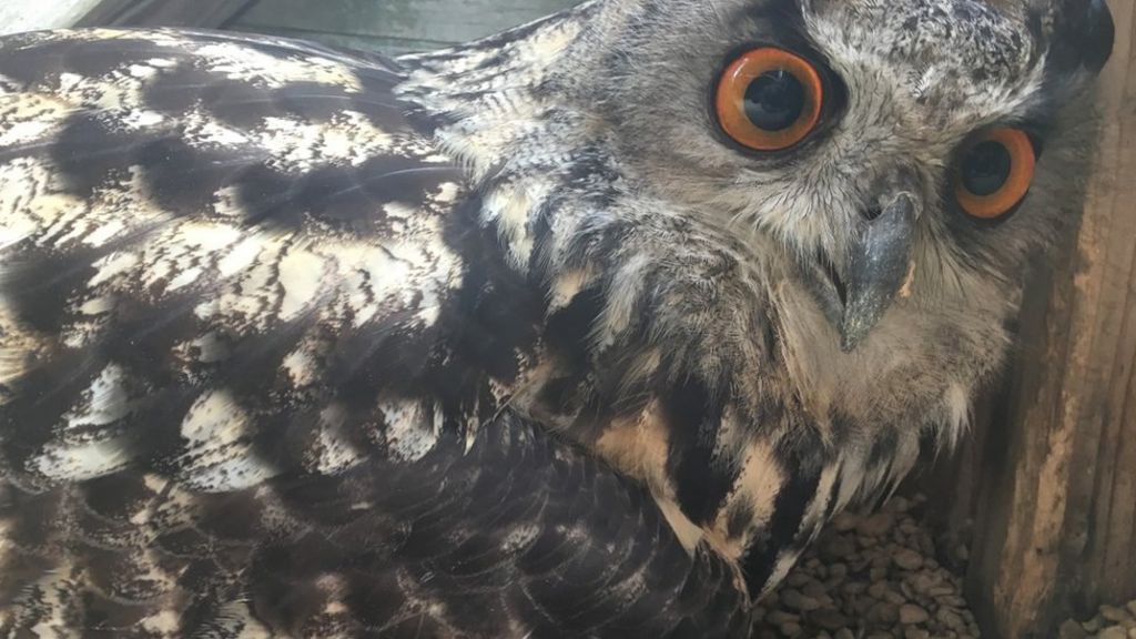 Male Eagle Owl Lays Egg At Gloucester Bird Sanctuary Bbc News