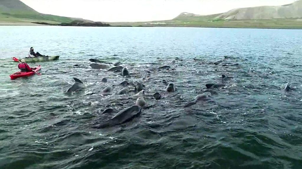 Whales in an Icelandic fjord