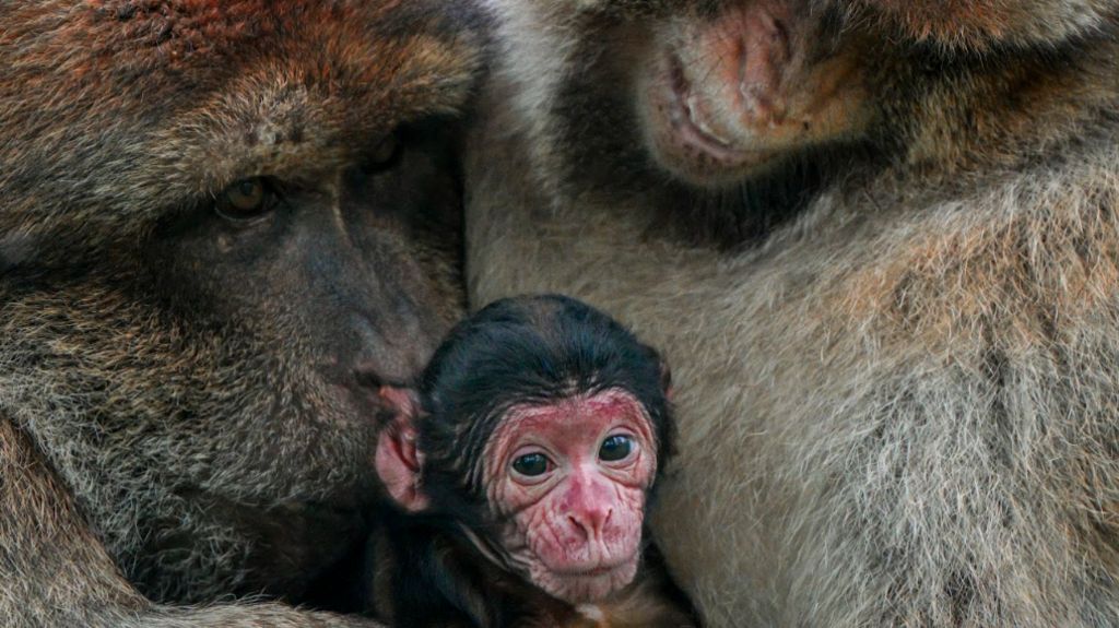 Baby with adult monkeys