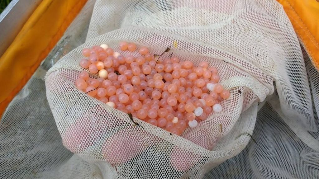 Pink salmon eggs