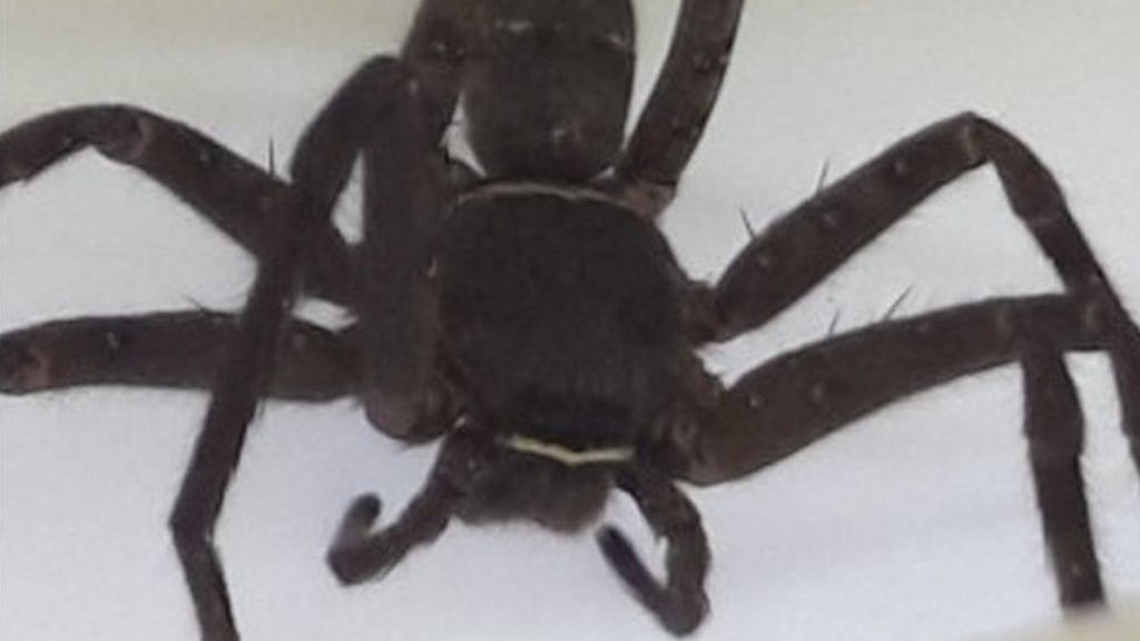 Giant spider found in shipping container in Scotland - BBC News