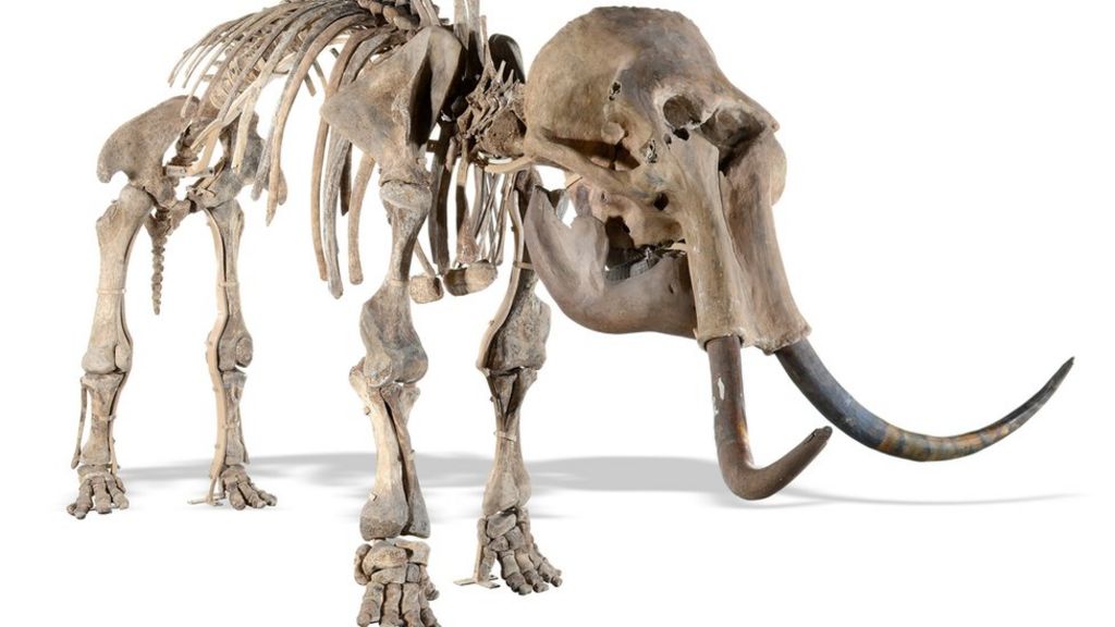 Mammoth 'family' to be sold at auction in Sussex - BBC News