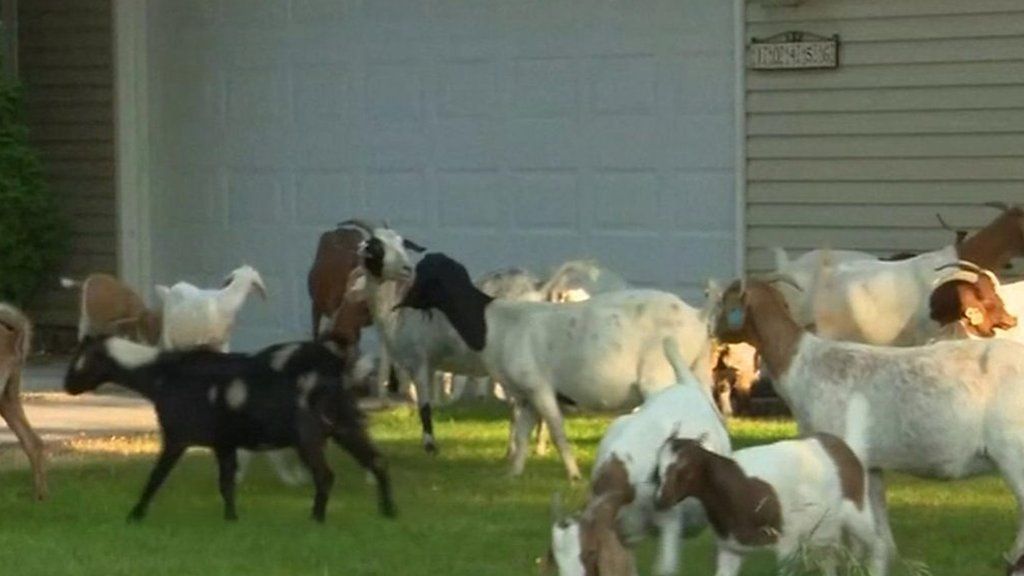 Goat takeover a garden