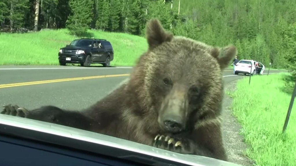 Bear in car released by police in Nevada after trashing interior - BBC ...