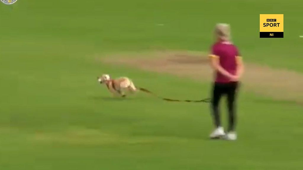 'Dog has stopped play!' - All-Ireland women's cricket match interrupted by dog