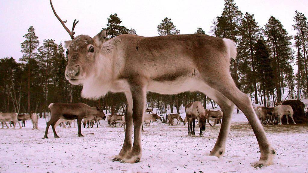 A reindeer