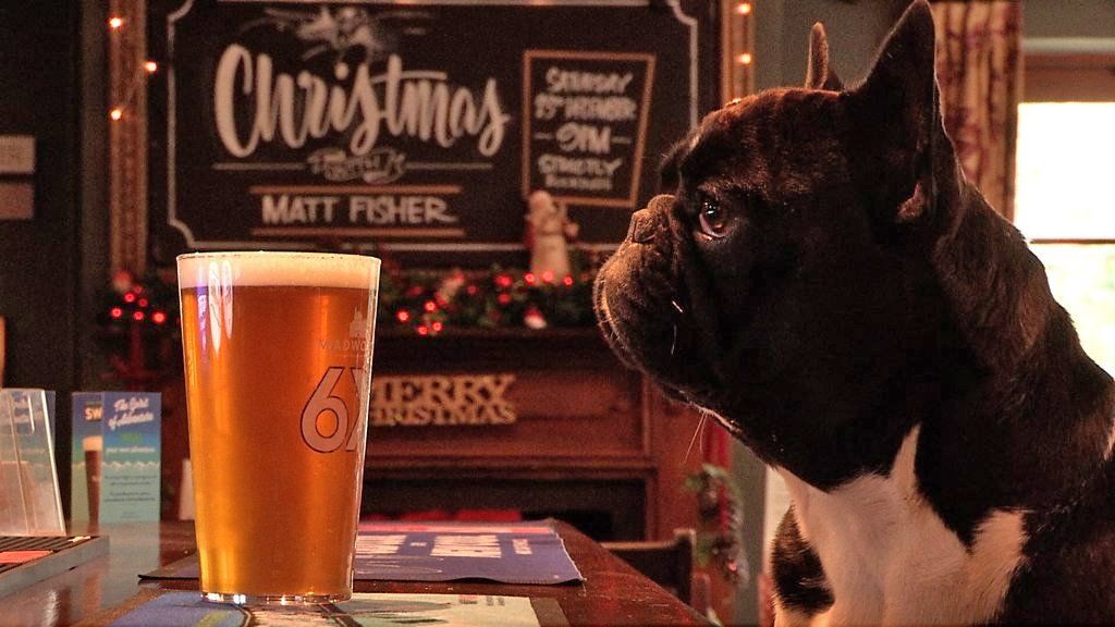 A dog sits at the bar in Britain's most dog friendly pub.