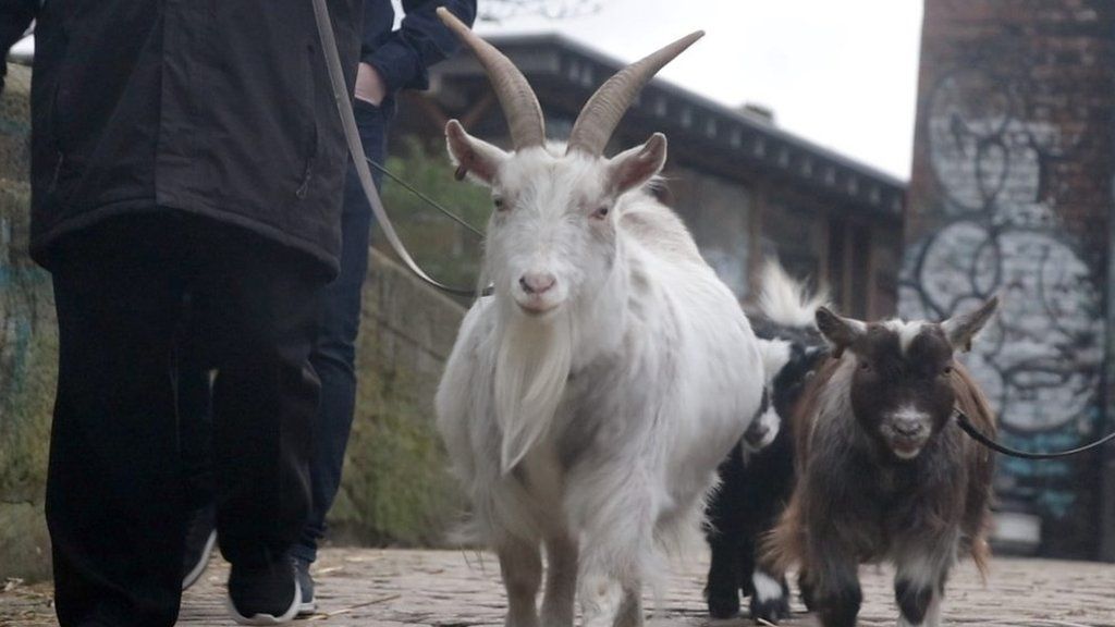 Goat walking at ouseburn farm
