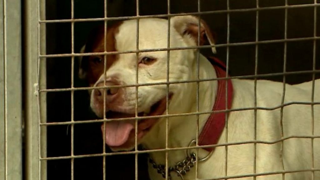 Unwanted dog in Shropshire finds social media fame