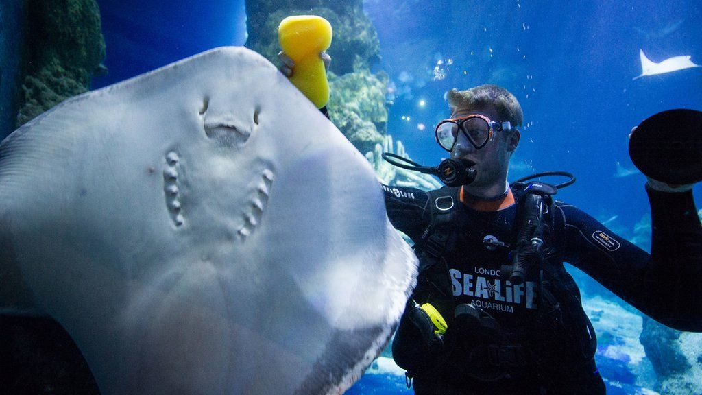Giant ray photobombs aquarium cleaners - BBC Newsround