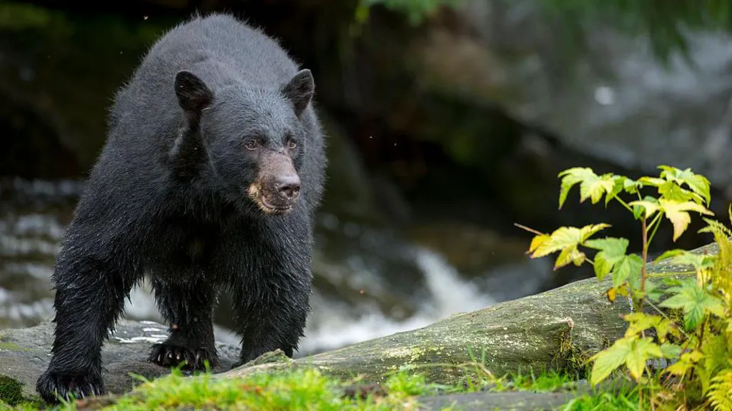 Wisconsin boy, 12, shoots bear as it mauls his father