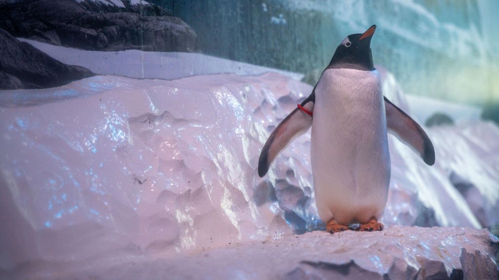Undated handout photo of the Gentoo penguins' enclosure at Sea Life London Aquarium shows a penguin with a red armband on a fake icy block.