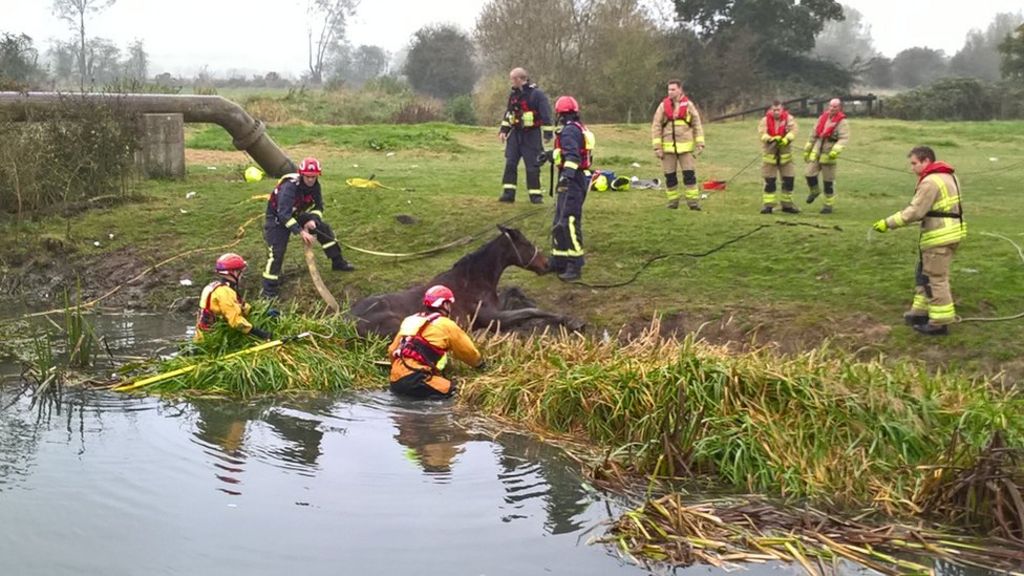 Horse stuck in mud rescued from River Windrush - BBC News