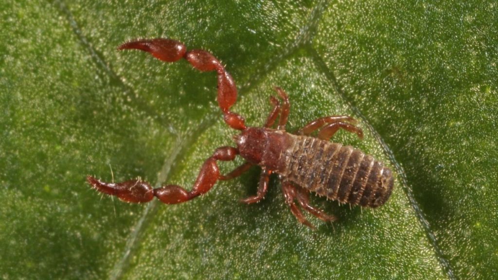 Pseudoscorpion, also known as a knotty shining claw