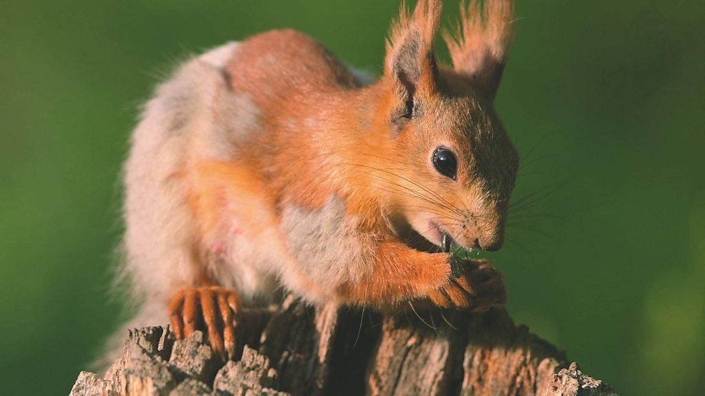 An up close photo of a red squirrel
