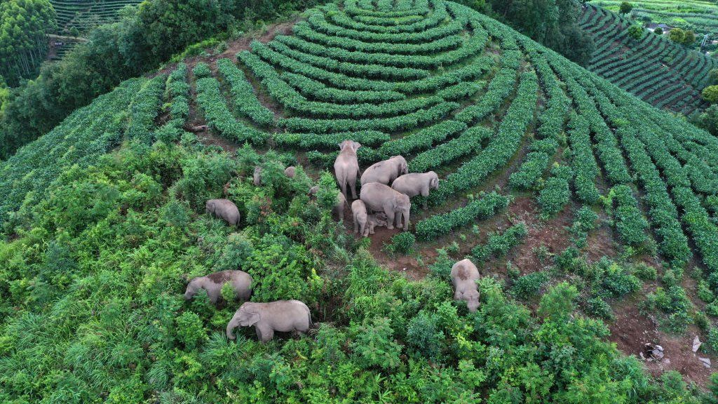 Asian elephants wandering in Yunnan