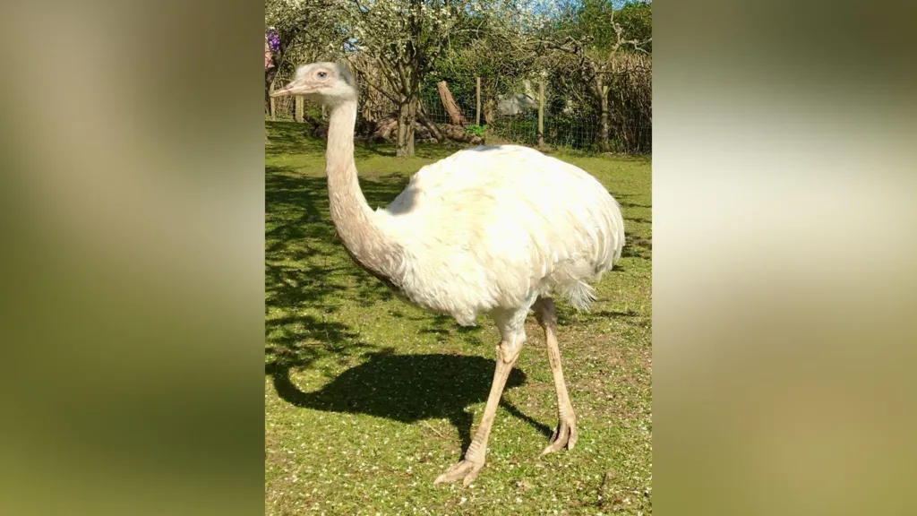 Un ñandú solitario busca su alma gemela para San Valentín