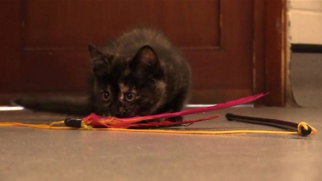 Cat dropped by seagull in Rhyl needs new home