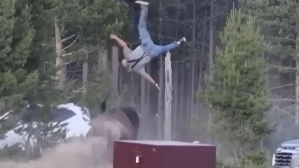Un bisonte embiste a su abuelo en el Parque Nacional de Yellowstone, lanzándolo varios metros por los aires.