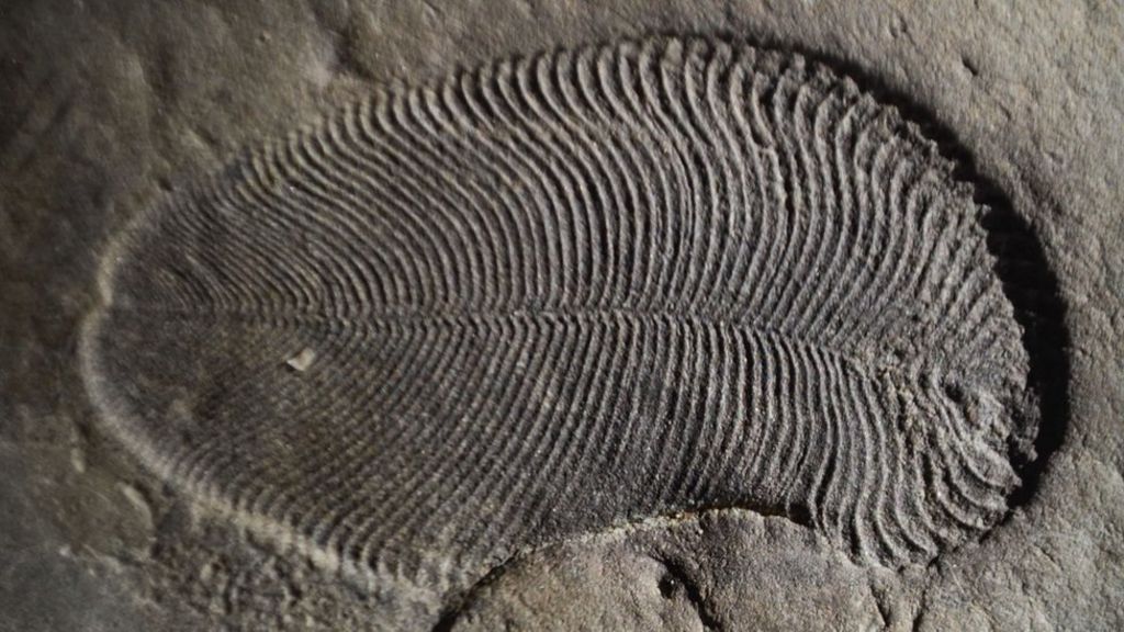 Earliest animal fossils are identified BBC News